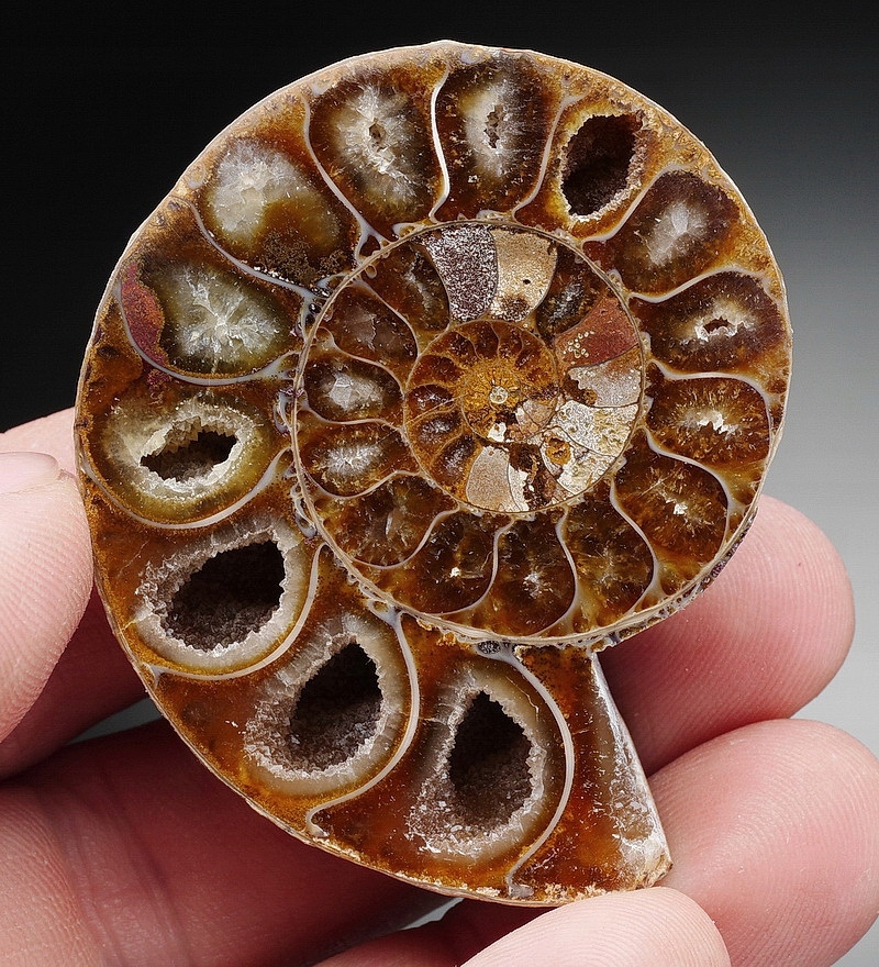 AMONIT
Mahajanga, Madagaskar
wiek: kreda
Przepiękny okaz amonita - polerowana połówka - z dobrze widocznymi przegrodami i komorami wypełnionymi krystalicznym kalcytem.
wymiary: 5.3 x 4.2 cm
waga: 32 g