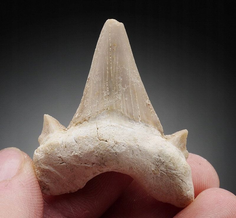 ZĄB REKINA - Otodus oblicuus
Oued Zem, Maroko
wiek: eocen
Dobrze zachowany ząb rekina.
wymiary: 4.5 cm
waga: ok. 8-12 g