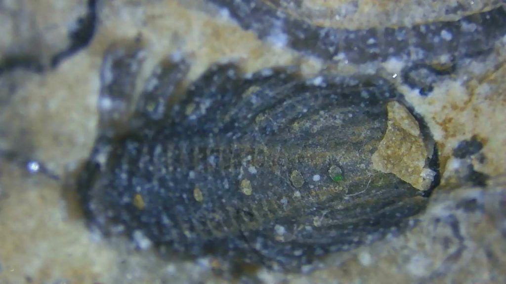 Trylobit Encrinurus Punctatus - Sylur, Pomorze Polska